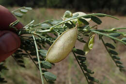 Imagem de Lessertia benguellensis Baker fil.