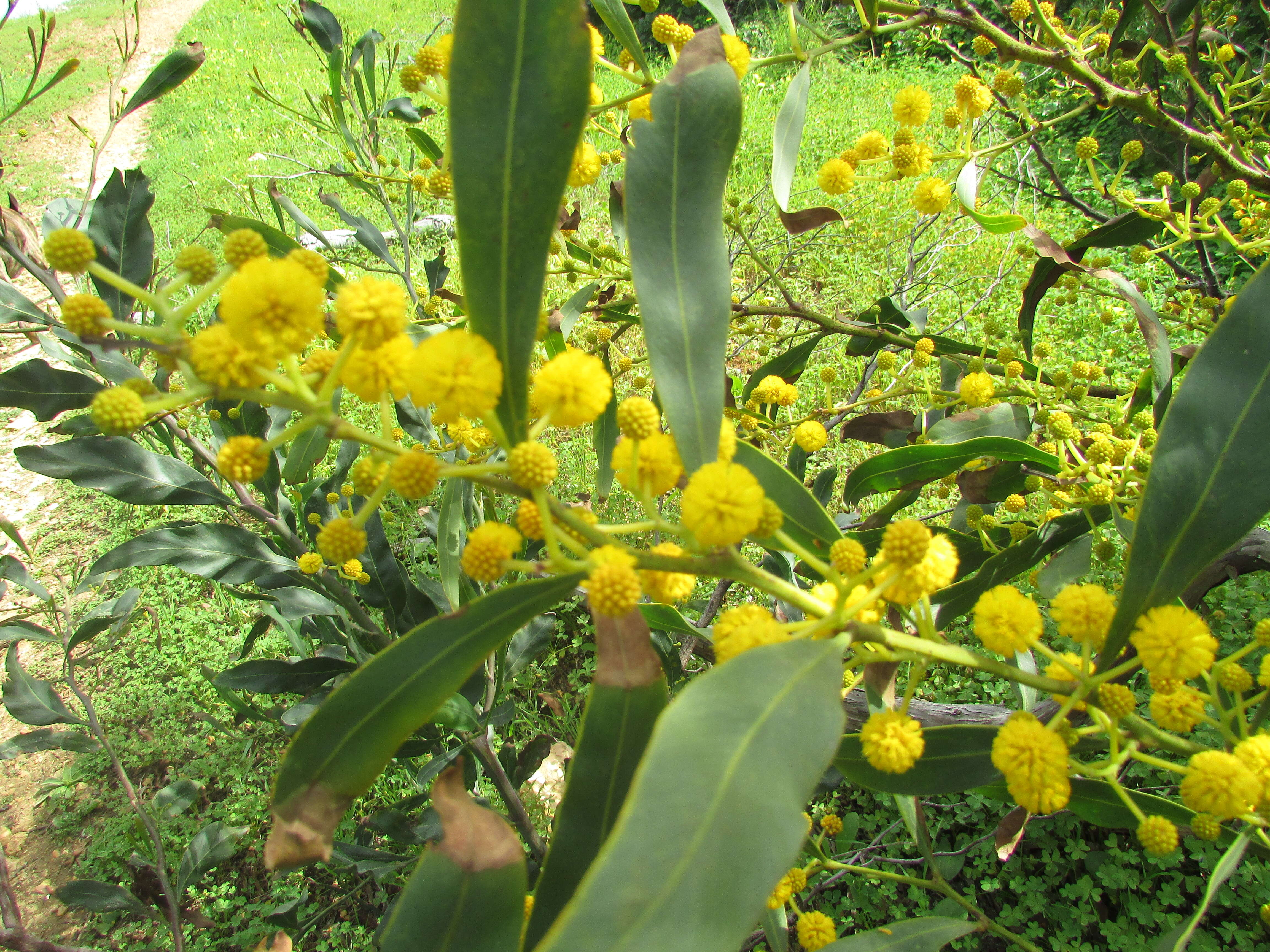 Image of orange wattle