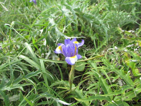 Image of Barbary Nut Iris