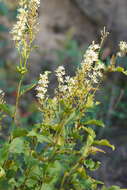 Image of Lomatia ilicifolia R. Br.