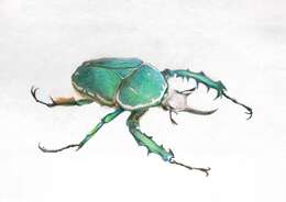 Image of Mecynorhina