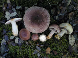 Image of Agaricus brunneolus (J. E. Lange) Pilát 1951