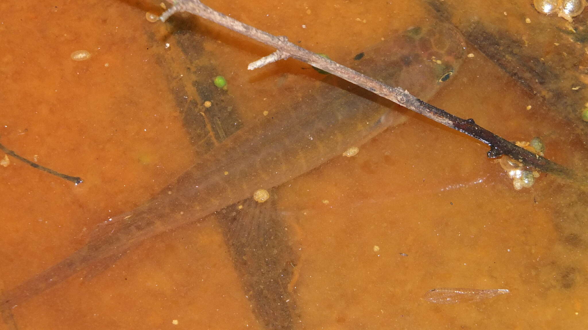 Image of Banded Kokopu