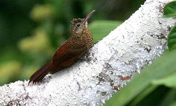 Image of Amazonian Barred Woodcreeper