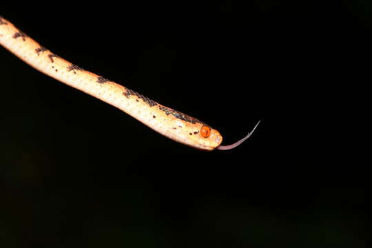 Image of Formosa Slug Snake