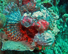 Image of Bearded scorpionfish