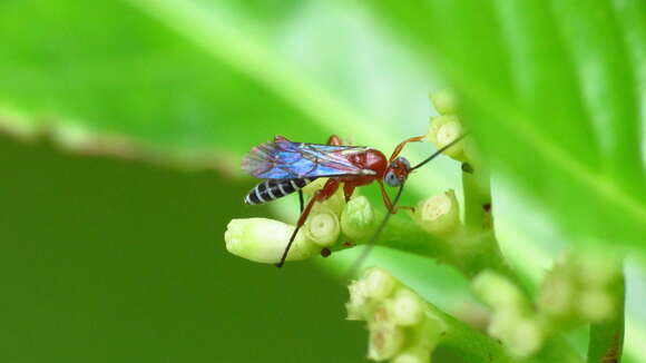 Image of Pimpla marginella Brulle 1846