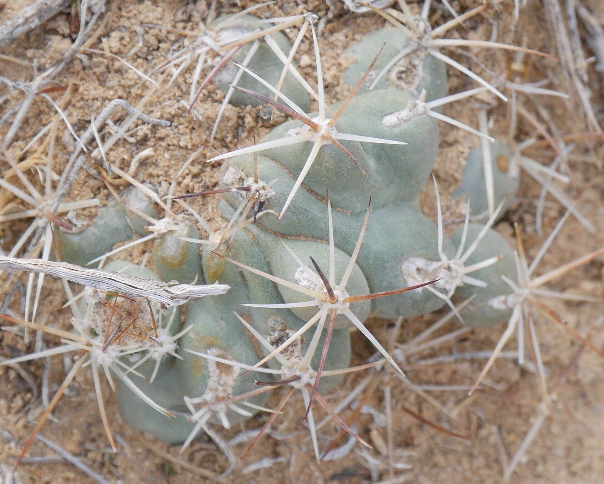 صورة Sclerocactus glaucus (K. Schum.) L. D. Benson