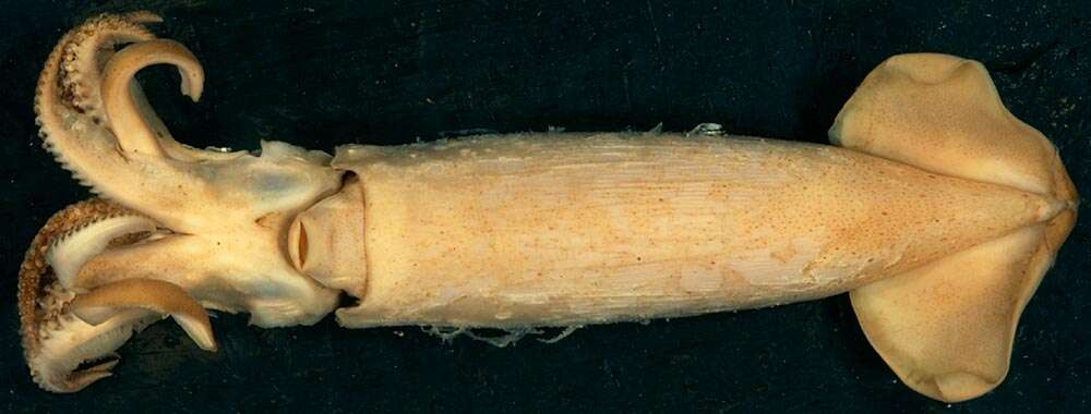 Image of Minimal armhook squid
