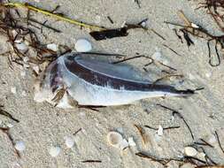 Image of Donkey fish