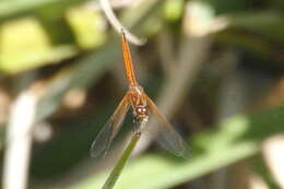 Image of Russet Dropwing