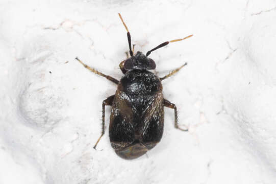 Image of Western Plant Bug