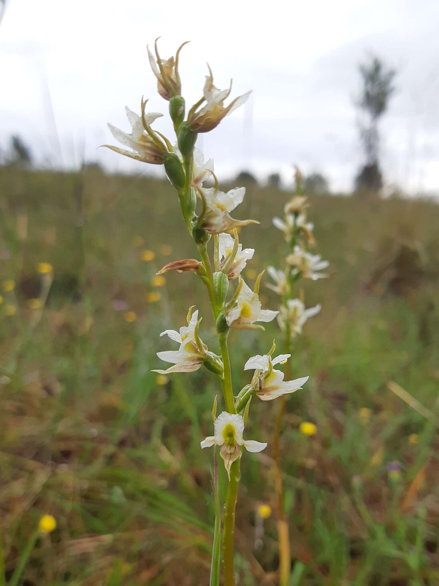 Imagem de Prasophyllum tunbridgense D. L. Jones