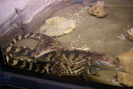 Image of Siamese Crocodile