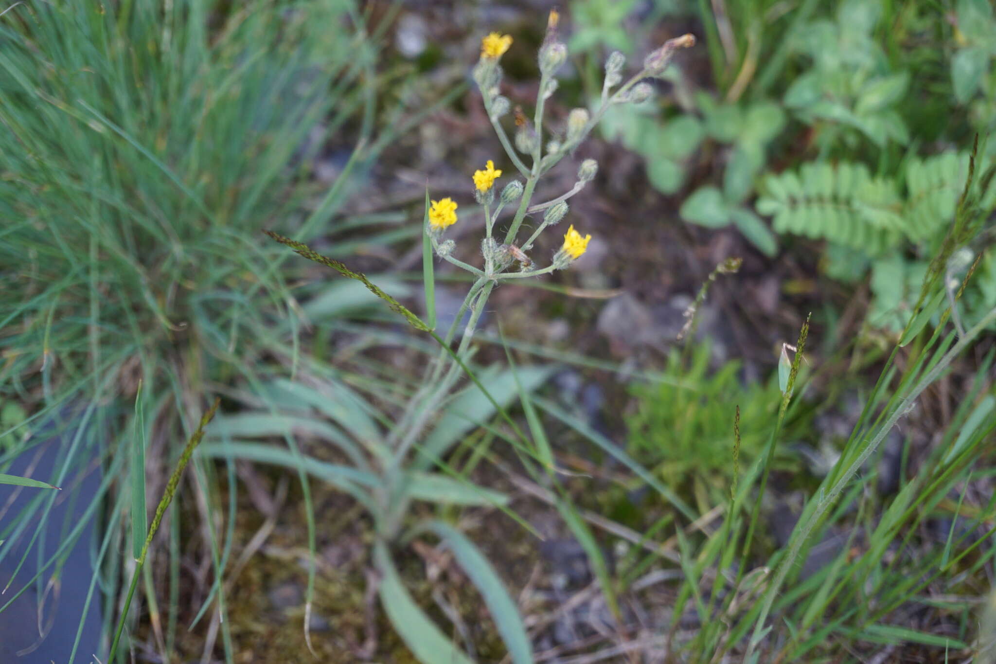 Image of Pilosella auriculoides (Láng) Arv.-Touv.