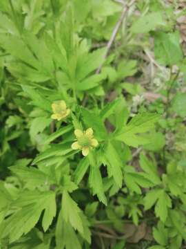 Image of Ranunculus chinensis Bunge