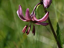 Lilium martagon var. martagon的圖片