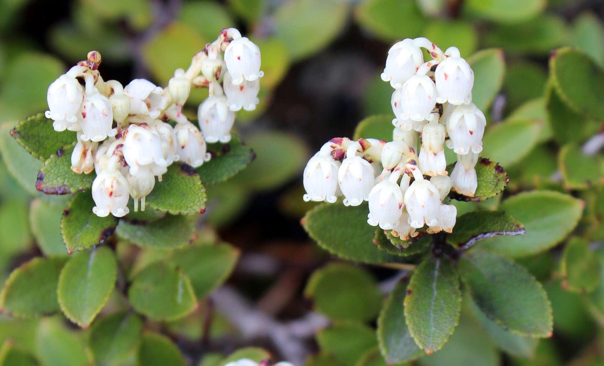 Image of Gaultheria crassa Allan