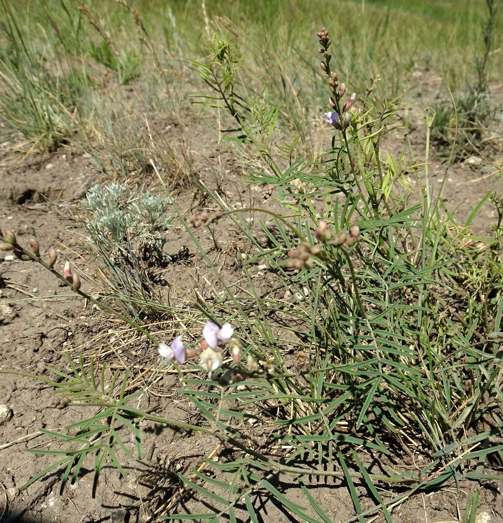 Image of Astragalus silvisteppaceus Knjaz.