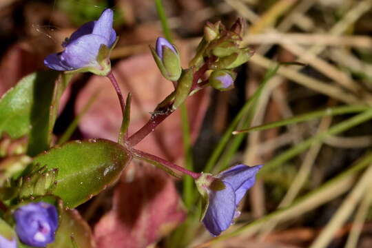 Image of American speedwell