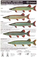 Image of Muskellunge