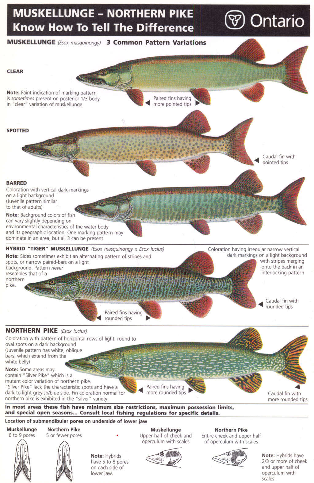 Image of Muskellunge