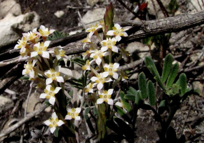 Image of Struthiola salteri Levyns