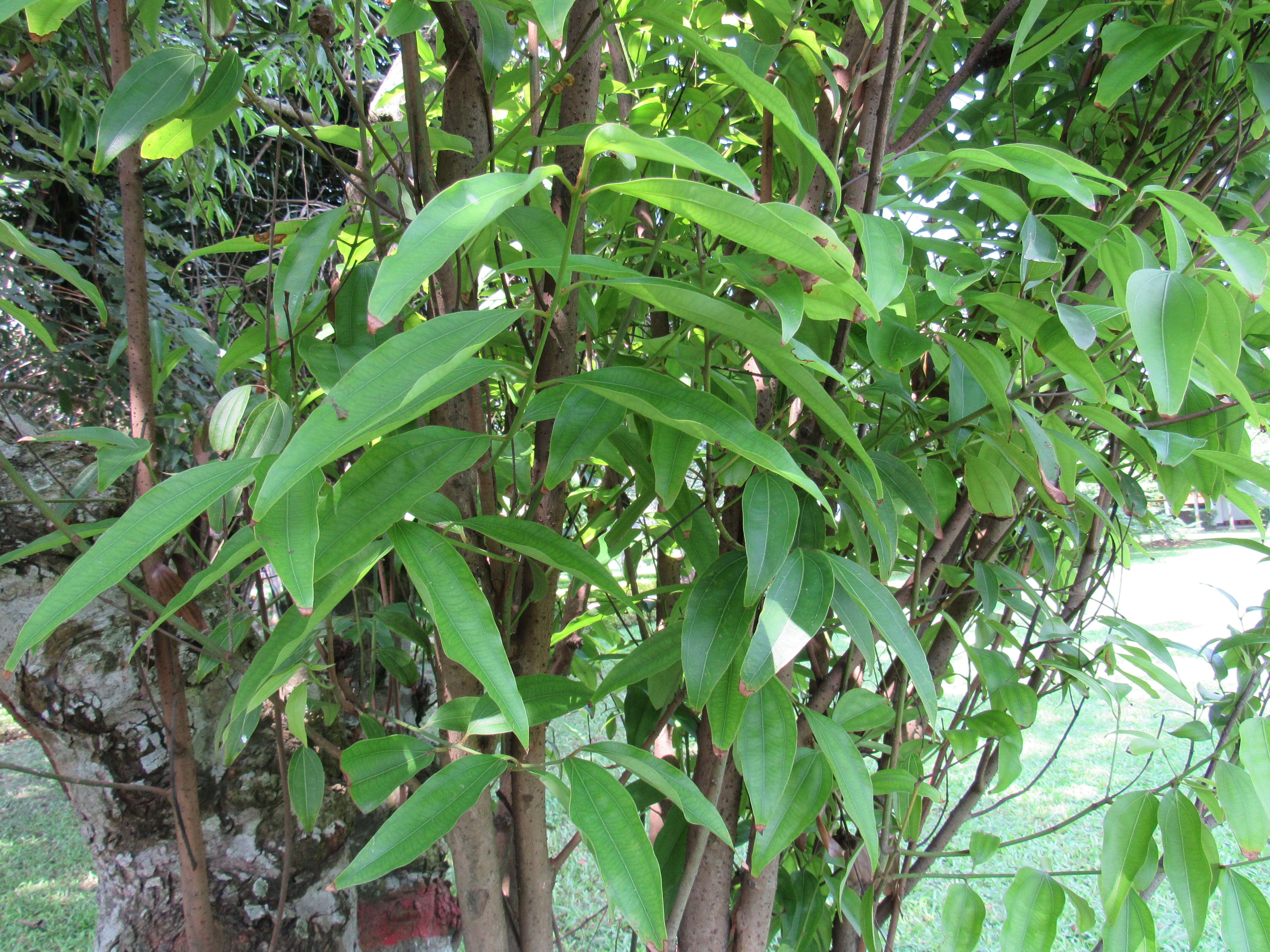 Image of indian bark