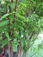 Image of indian bark