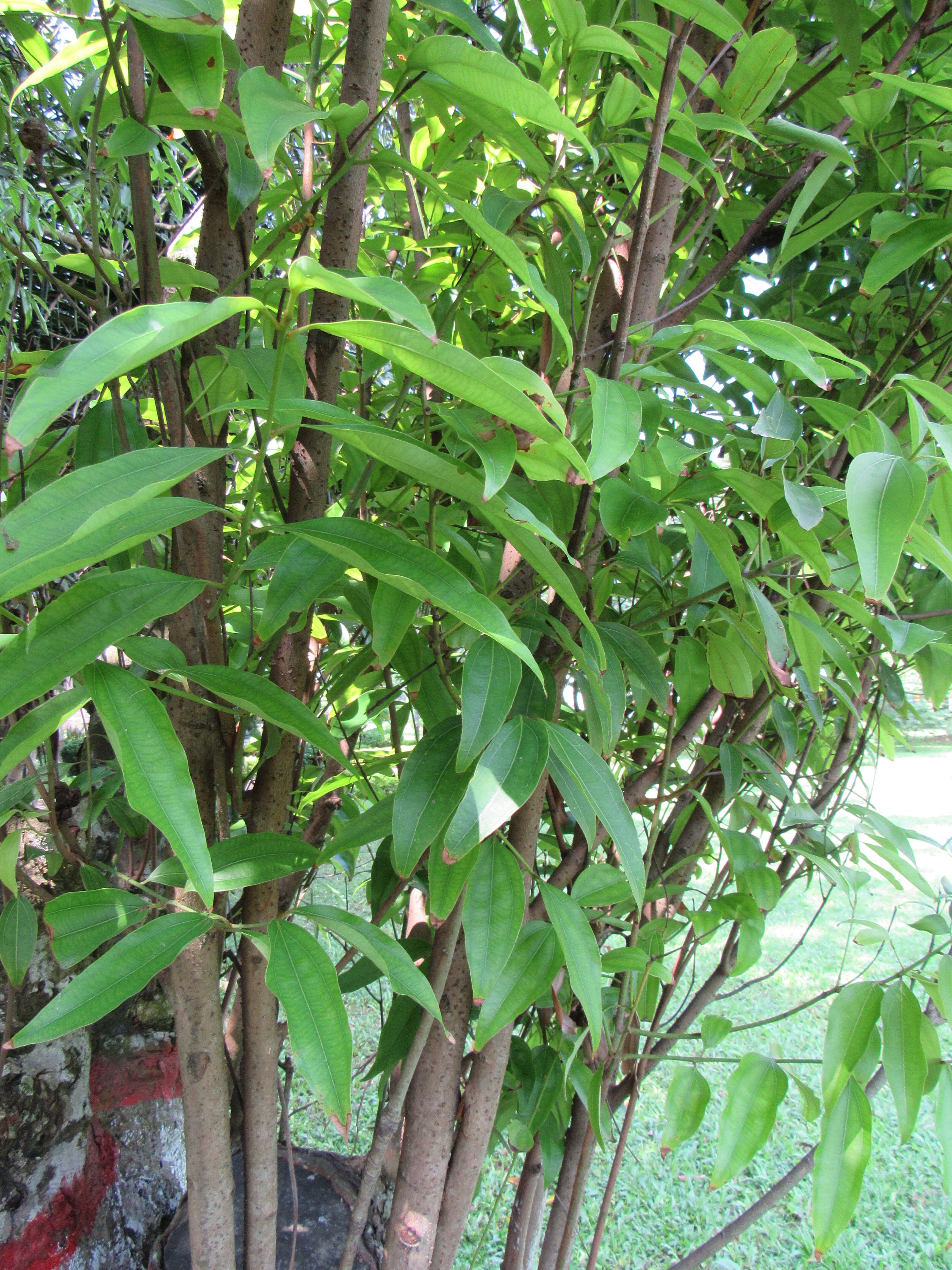 Image of indian bark