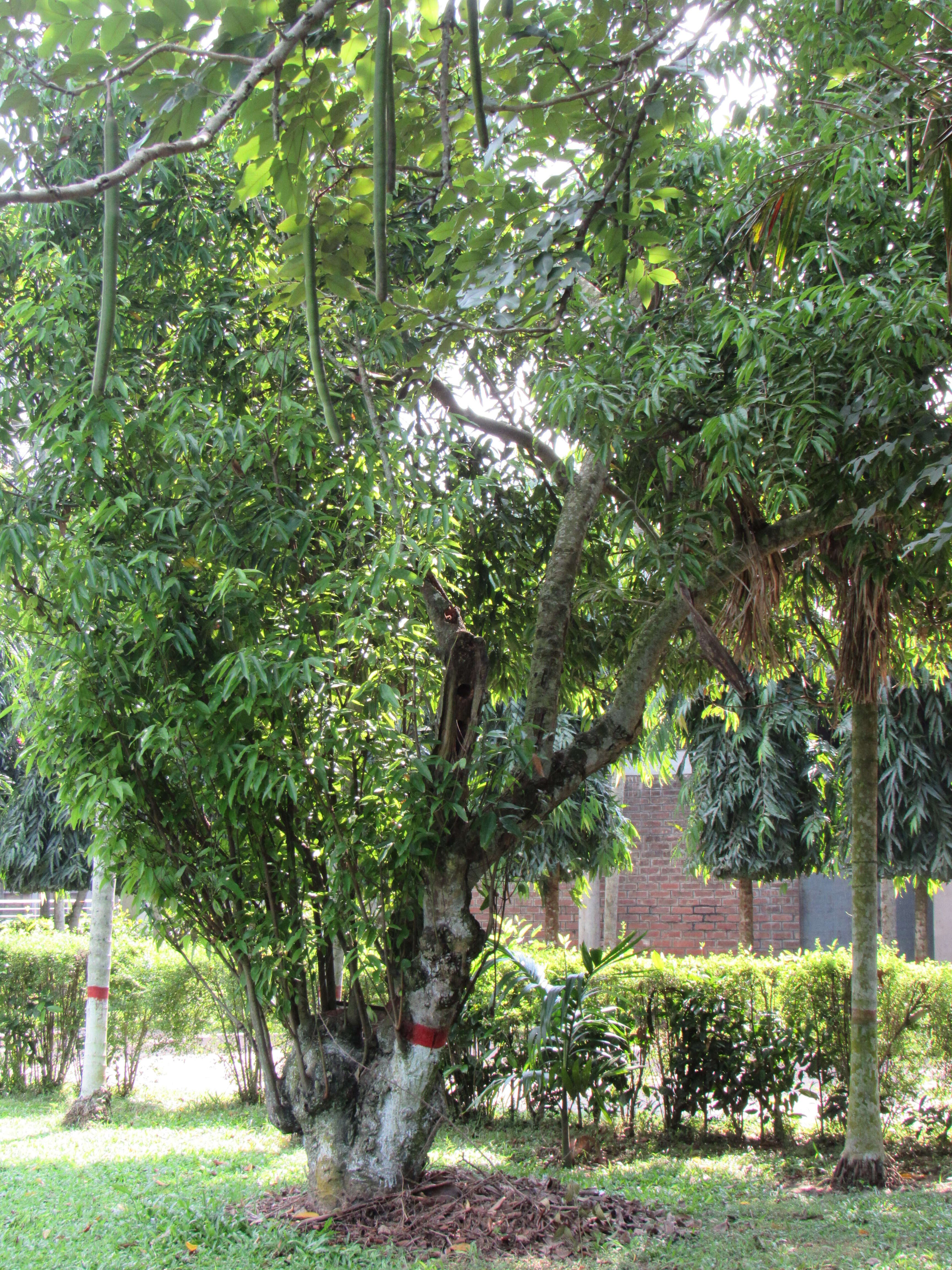 Image of indian bark