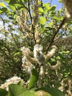 Image of Salix taraikensis Kimura