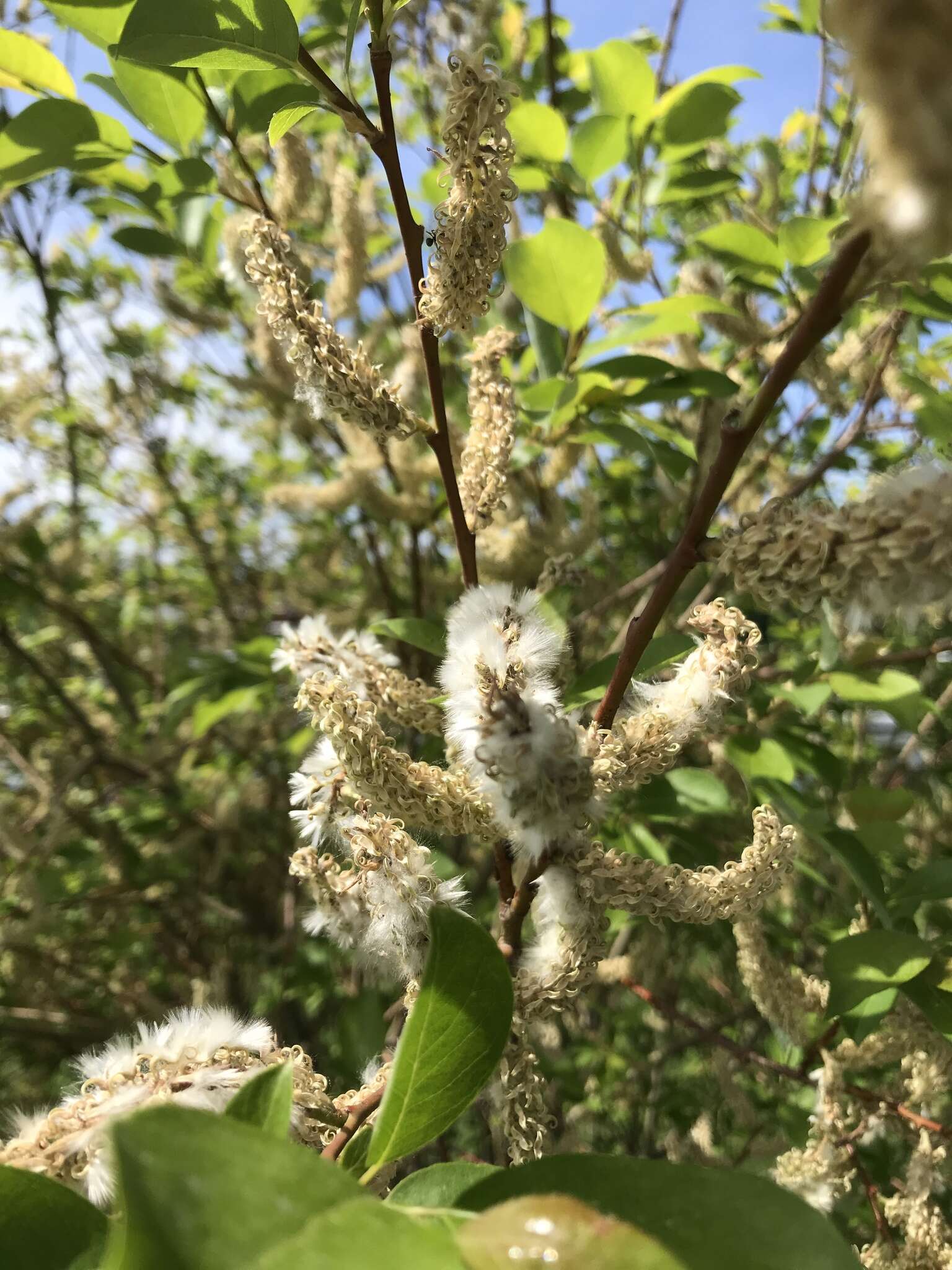 Image of Salix taraikensis Kimura