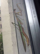 Image of Chinese mantis