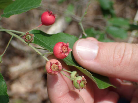 Imagem de <i>Amelanchier <i>arborea</i></i> f. arborea