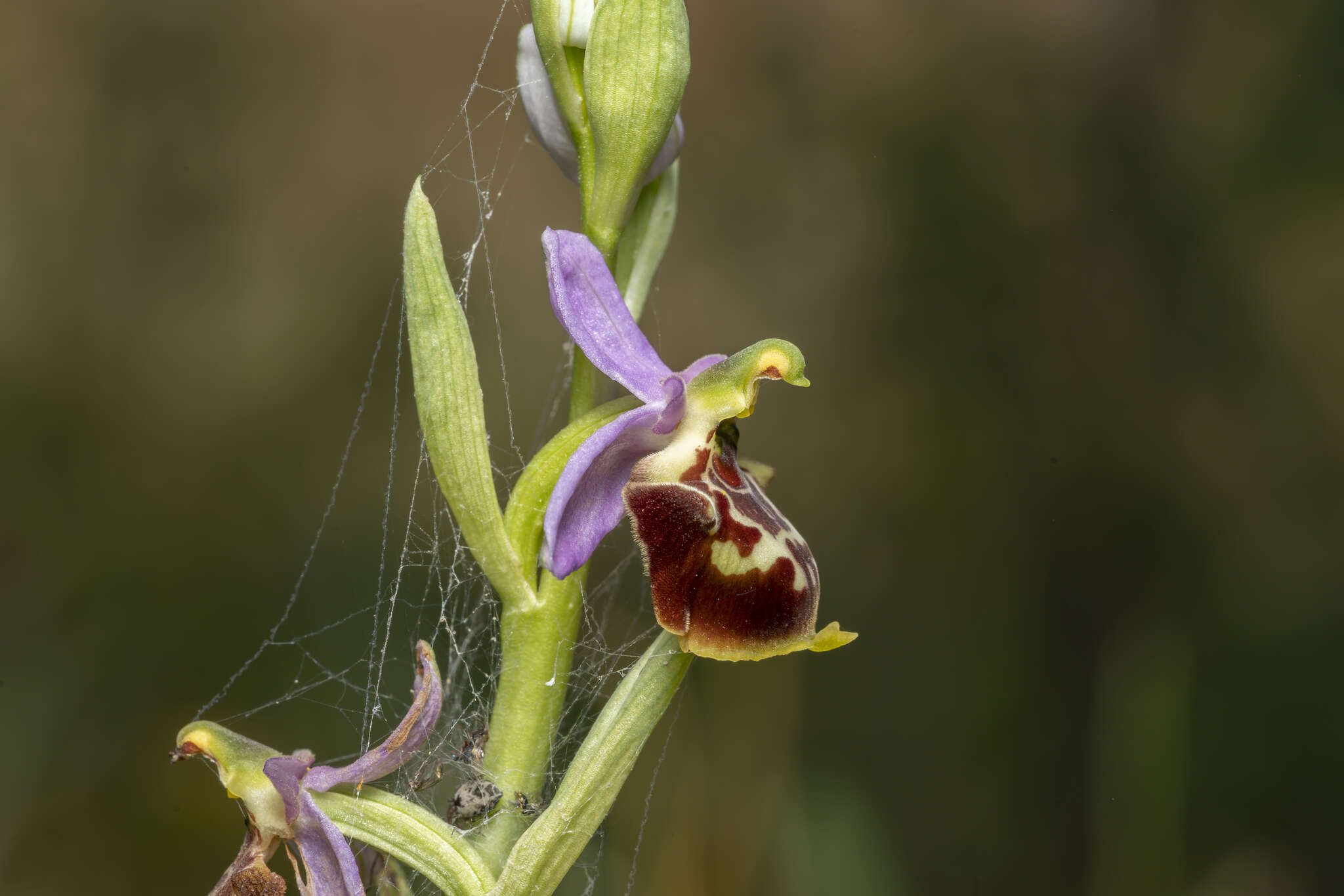 Image of Ophrys fuciflora subsp. candica E. Nelson ex Soó