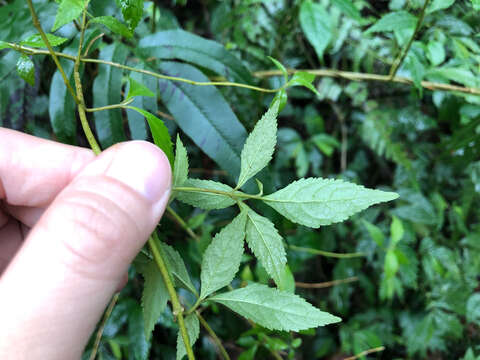 Image of Callicarpa randaiensis Hayata