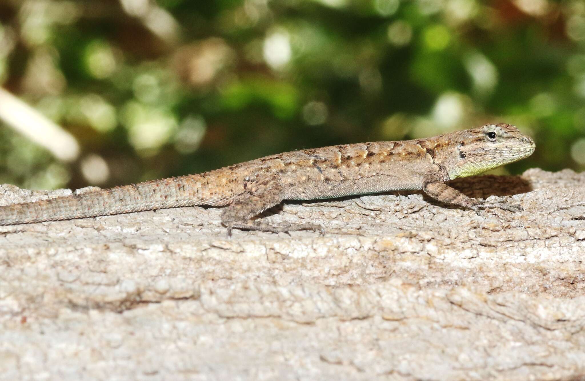 Image of Urosaurus ornatus symmetricus (Baird 1858)