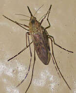 Image of Aedes nigromaculis (Ludlow 1906)