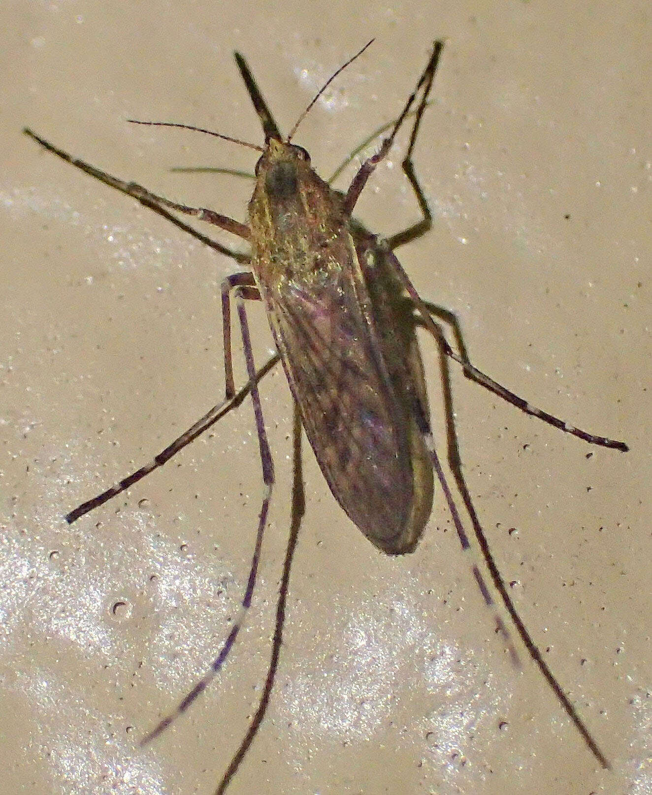 Image of Aedes nigromaculis (Ludlow 1906)