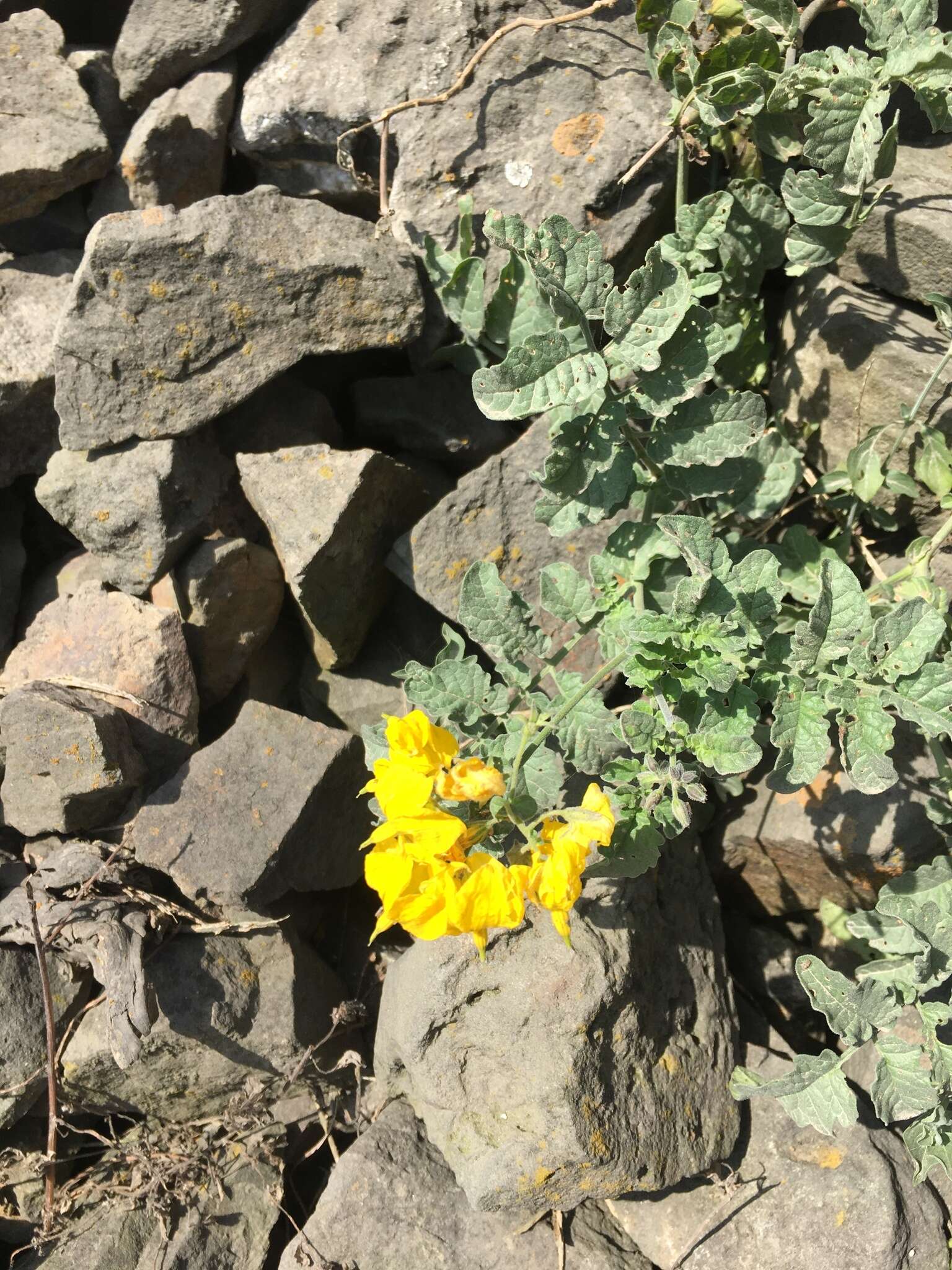 Image of Peruvian nightshade