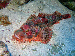 Image of Bearded scorpionfish