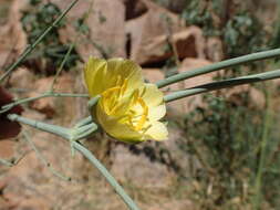 Image of Desert Broom