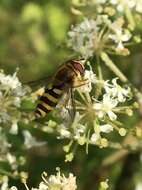 Image of Common Banded Hoverfly