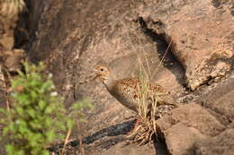 Image of Gray Francolin