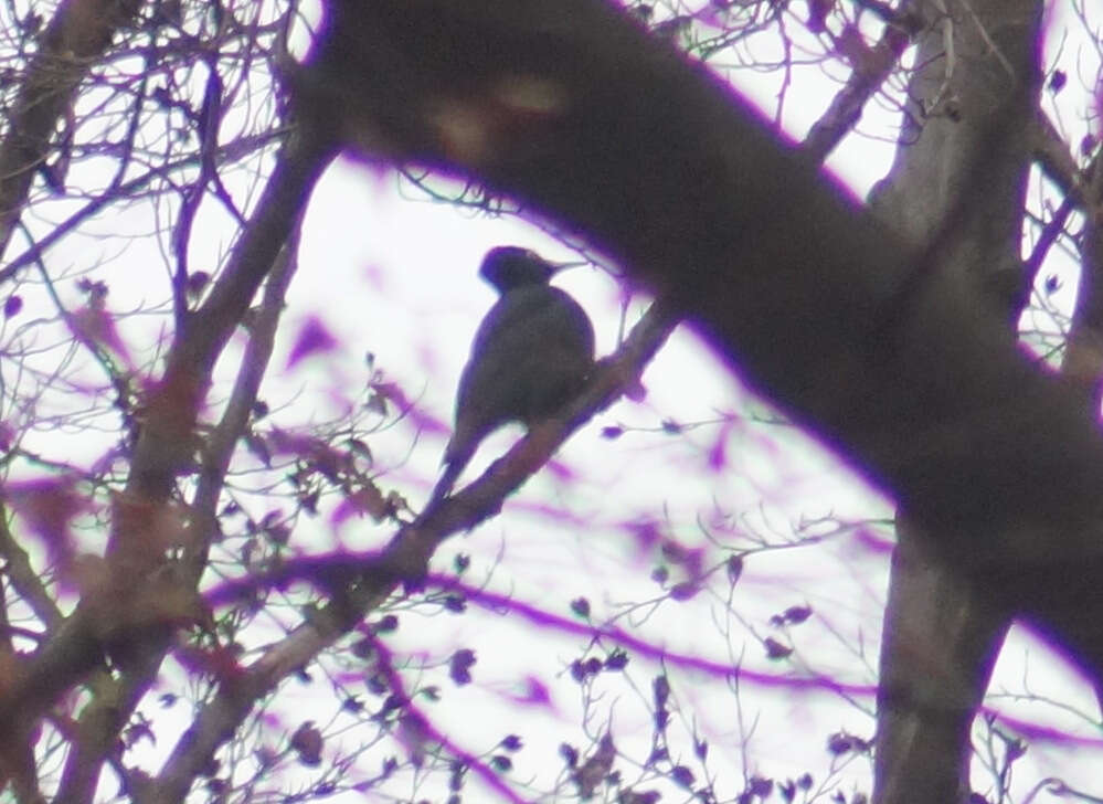 Image of Black Woodpecker