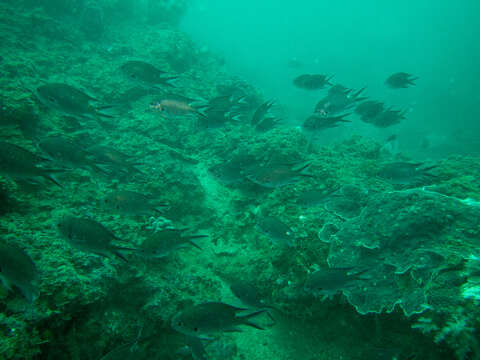 Image of Pearl-spot Chromis