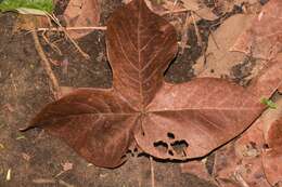 Слика од Sterculia apetala (Jacq.) Karst.