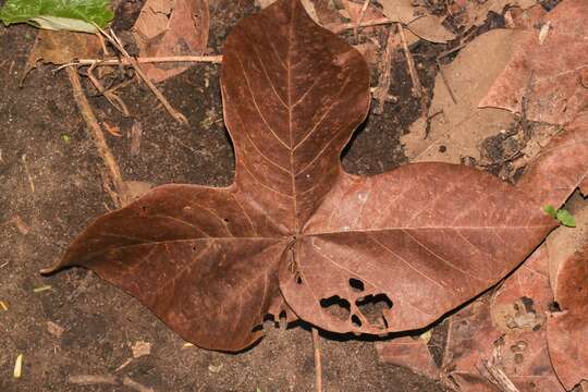 Image of Panama tree