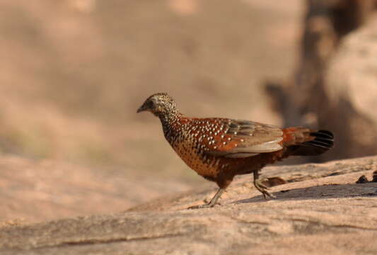 Image of Painted Francolin